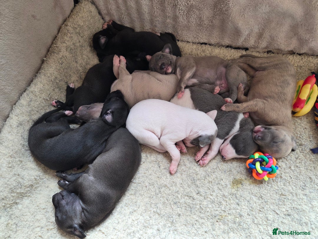 Whippet dogs for sale: 2 stunning purebred whippet ladies - Image 3