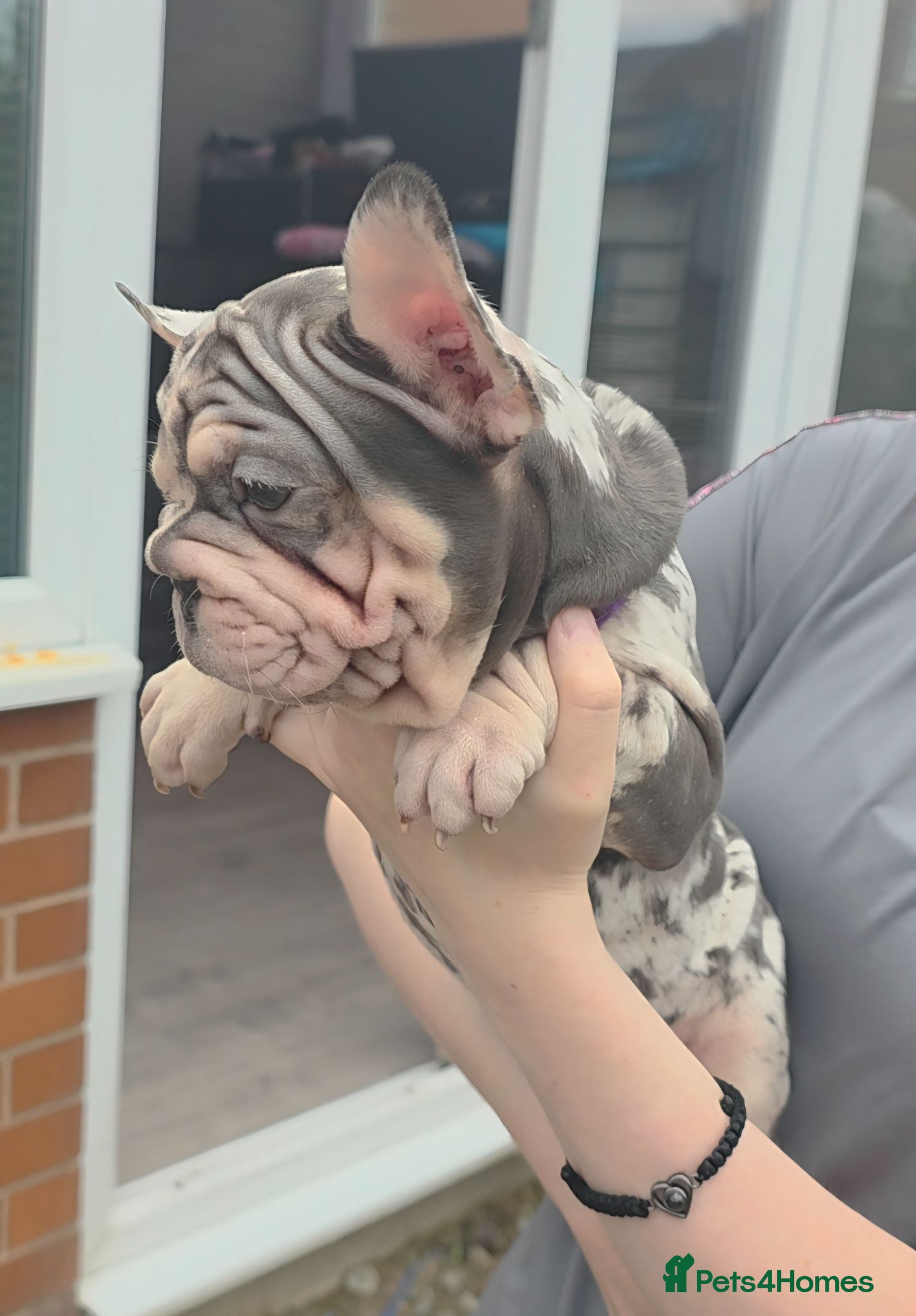 French Bulldog dogs  French Bulldog Pups ready to leave  - Advert 1