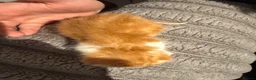 Domestic Shorthair cats for sale: Cailco kittens - Advert 8