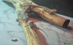Bearded Dragon reptiles for sale: Baby bearded  dragons  - Image 26