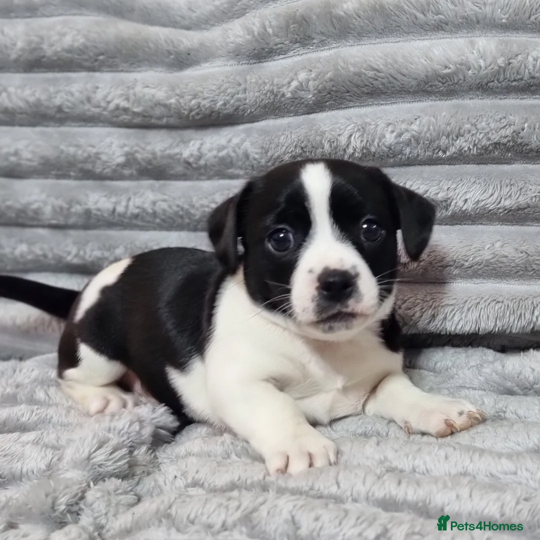 Jack Russell dogs for sale: Jack Russell Pups - just one left! - Advert 13