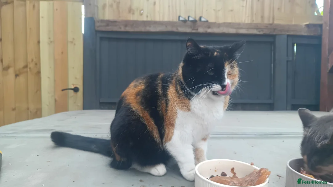 British Shorthair cats for sale: 2 FEMALE CATS FOR SALE  in Spalding - Advert 2