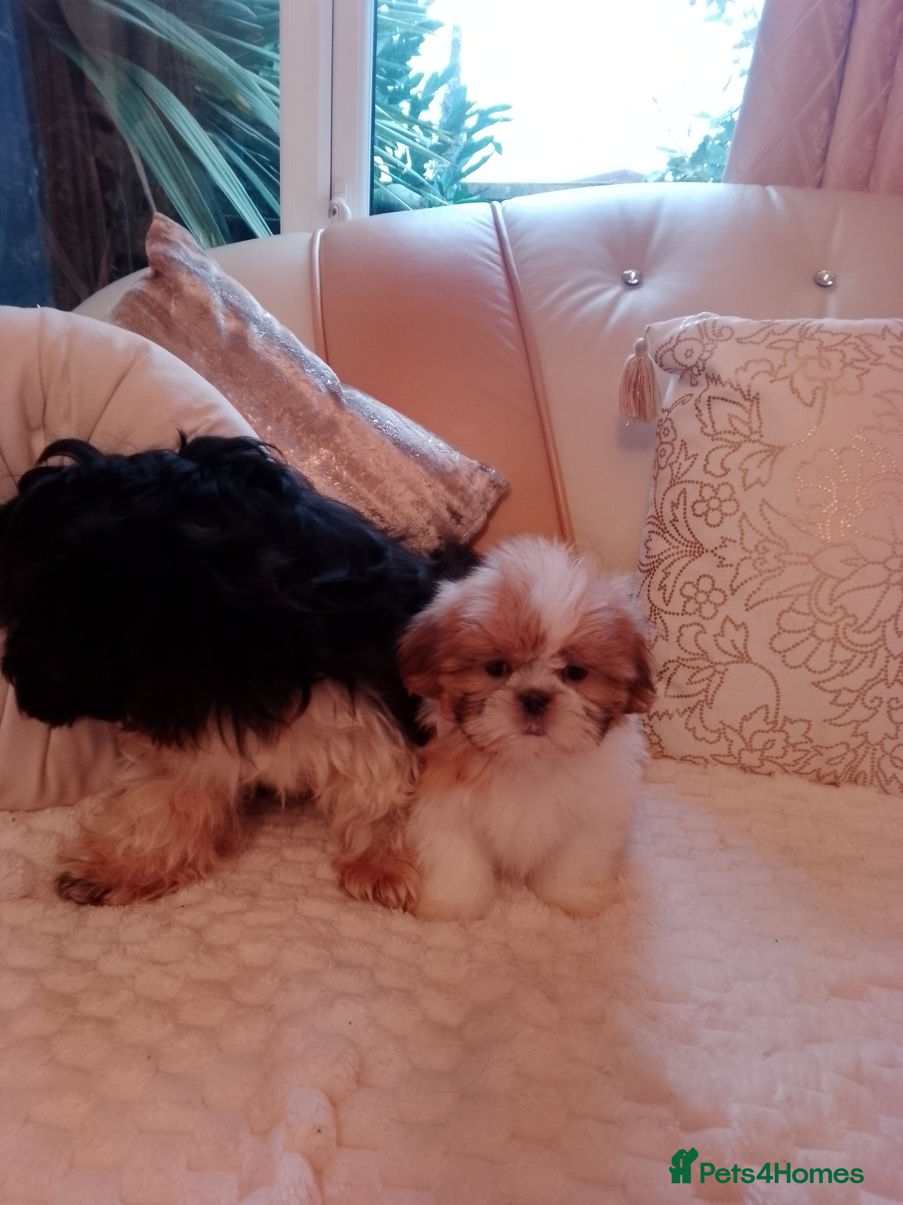 Shih Tzu dogs Shih Tzu puppies - Advert 16