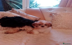 Shih Tzu dogs for sale: Shih Tzu puppies - Advert 1
