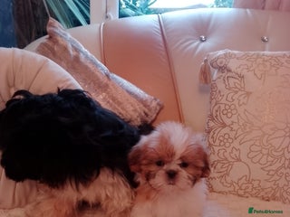 Shih Tzu dogs Shih Tzu puppies - Advert 3