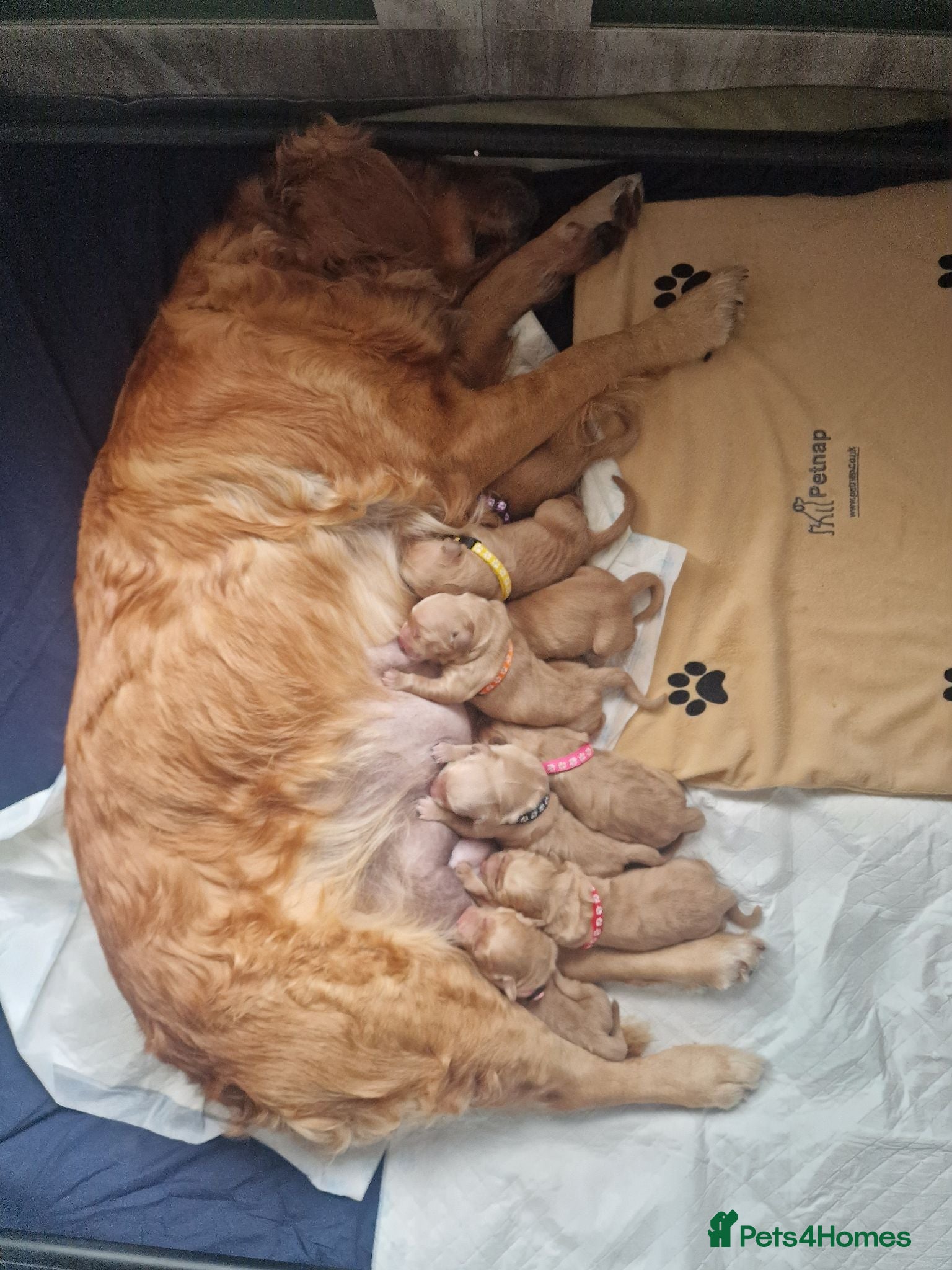 Golden Retriever dogs Stunning dark golden retriever puppies for sale - Advert 1