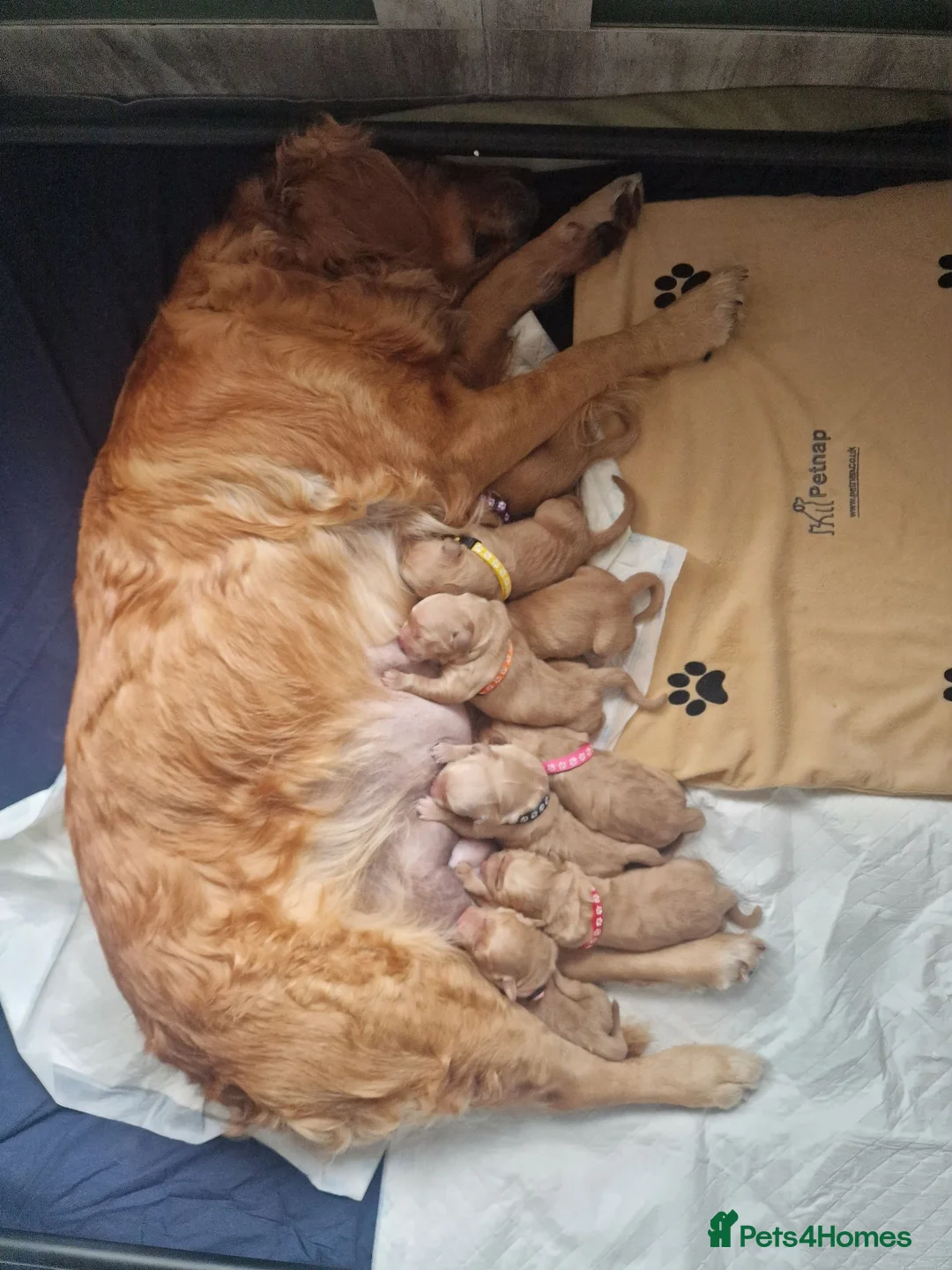 Golden Retriever dogs for sale: Stunning dark golden retriever puppies for sale - Advert 1