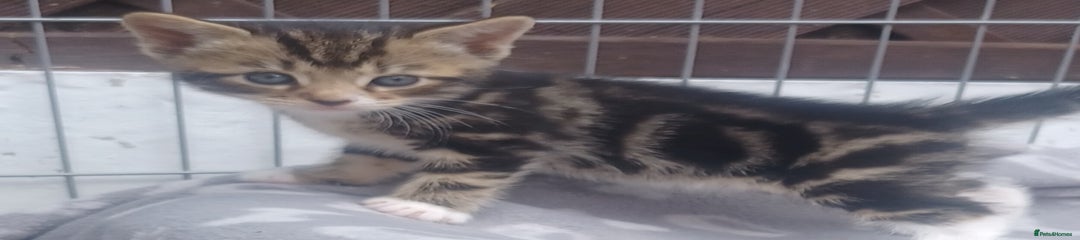 Mixed Breed Kitten 3