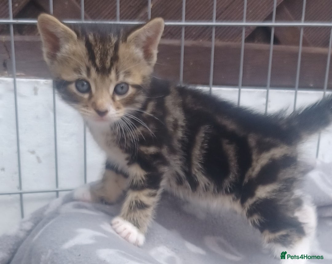 Mixed Breed cats for sale: Gorgeous Bengal x babies **READY NOW** - Image 20