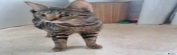 Mixed Breed cats for sale: Kittens - Advert 1