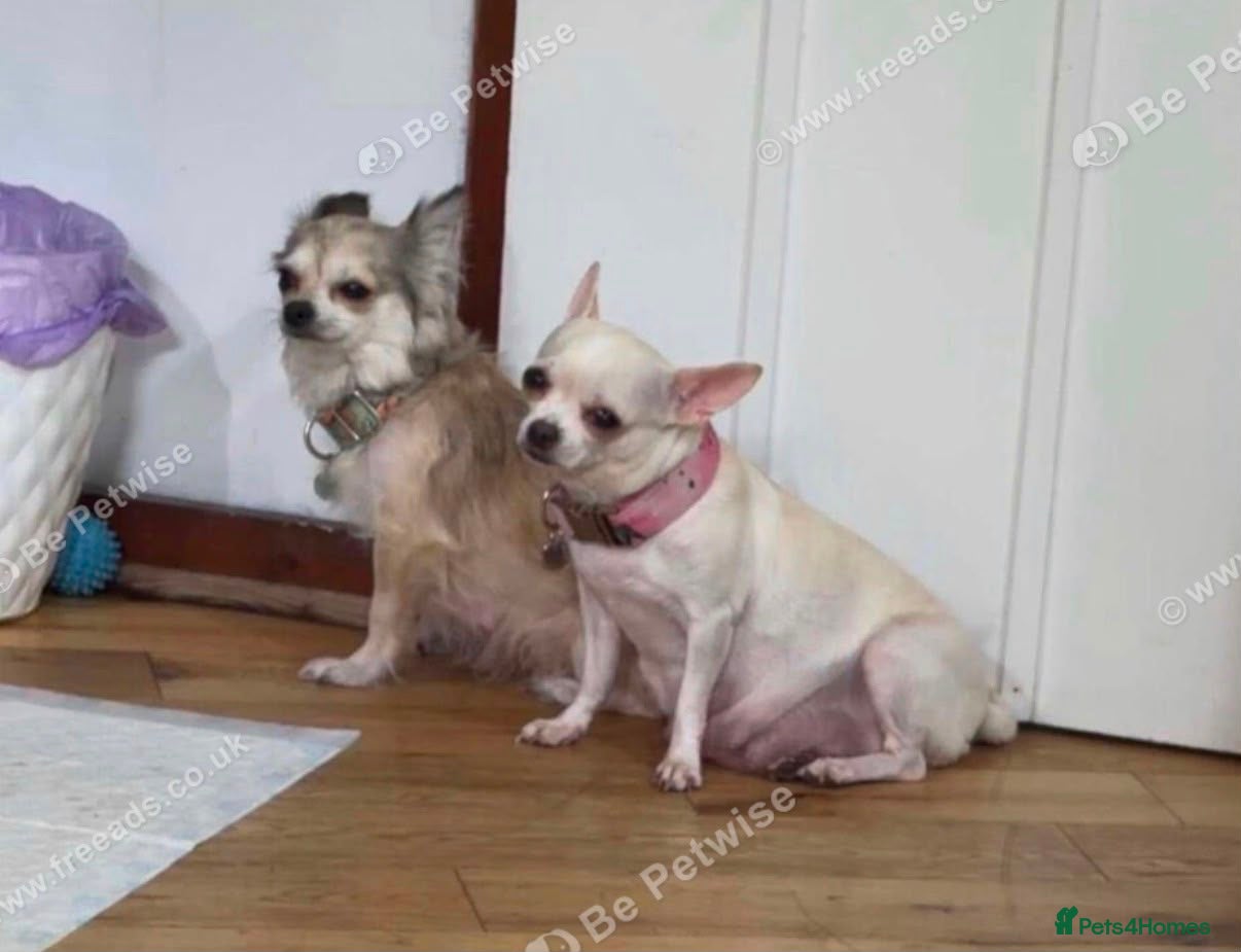 Chihuahua dogs 5 beautiful chihuahuas - Advert 1