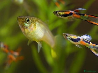 Live Bearers fish - Advert 3