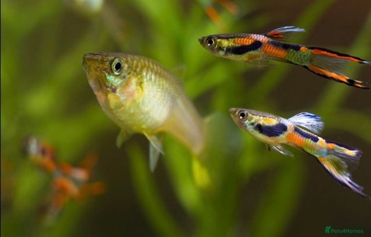 Live Bearers fish - Advert 1