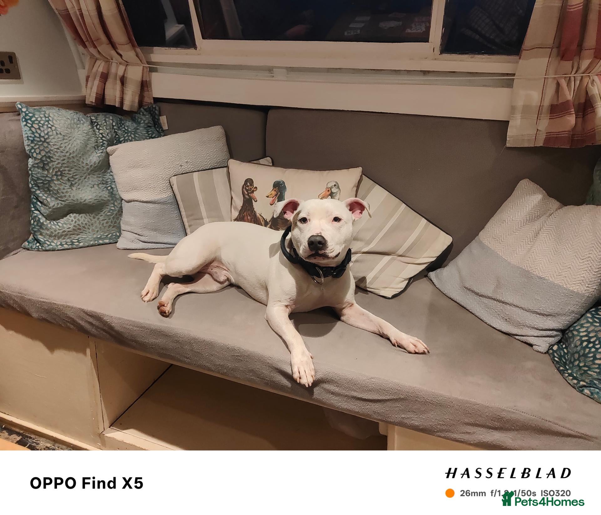 Mixed Breed dogs Dog for rehoming ASAP  - Advert 1