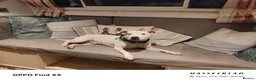 Mixed Breed dogs for sale: Dog for rehoming ASAP  in Longhope - Advert 1
