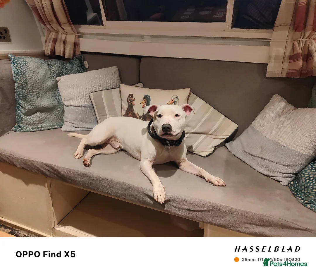 Mixed Breed dogs for sale: Dog for rehoming ASAP  in Longhope - Advert 1