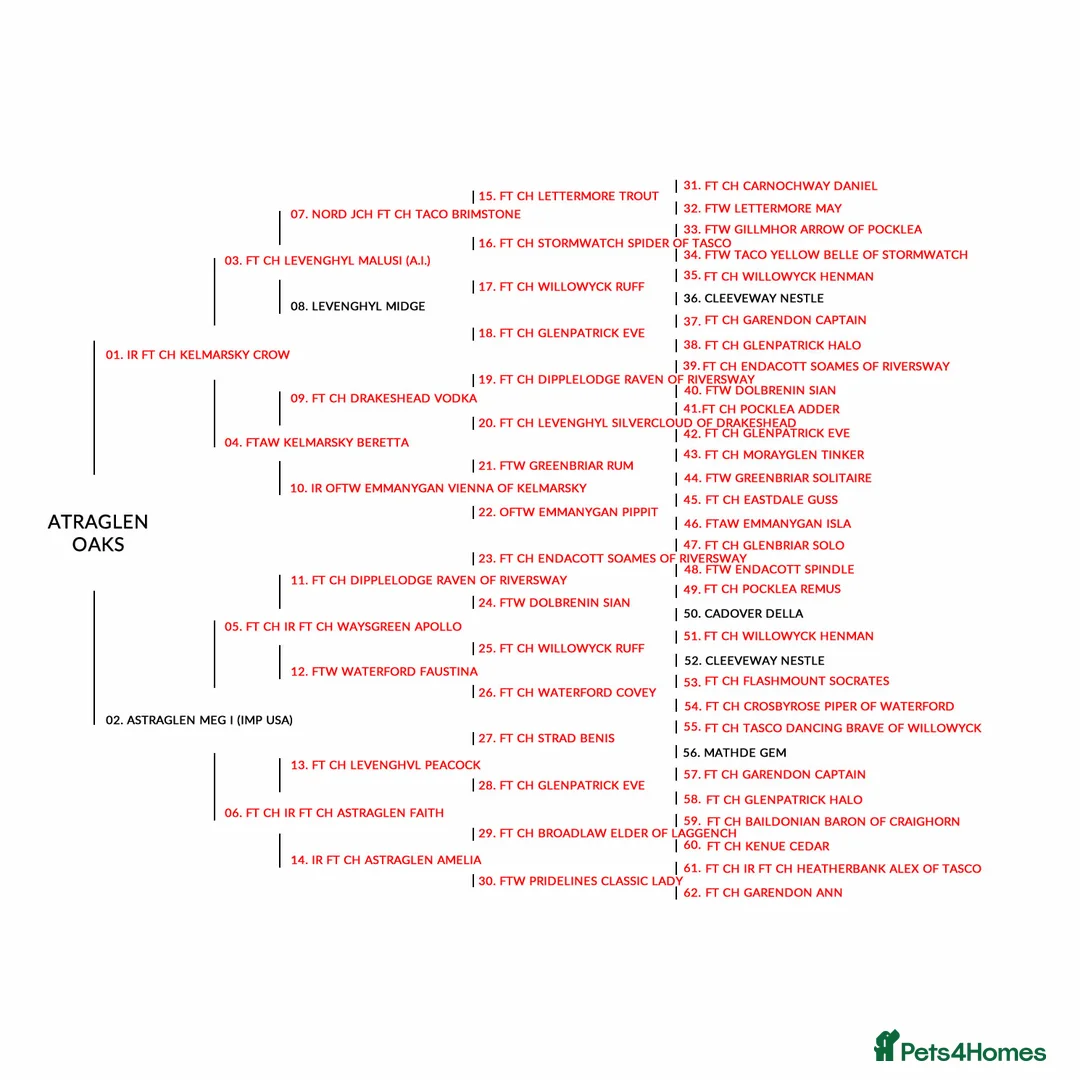 Labrador Retriever dogs for stud: KC Black Lab Stud Astraglen - Fully Health Tested in Corwen - Advert 10