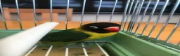 Lovebirds birds for sale: Lonely Black Masked Lovebird in Burton-on-Trent - Advert 5