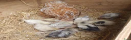 Chickens poultry for sale: Pekin x silkie chicks - Advert 1