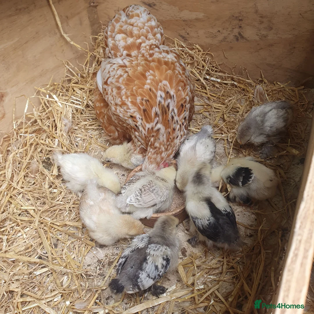 Chickens poultry for sale: Pekin x silkie chicks - Advert 1