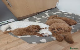 Cavachon dogs for sale: Two boys cavapoochion  - Image 1