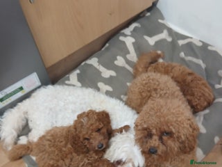 Cavachon dogs - Advert 2