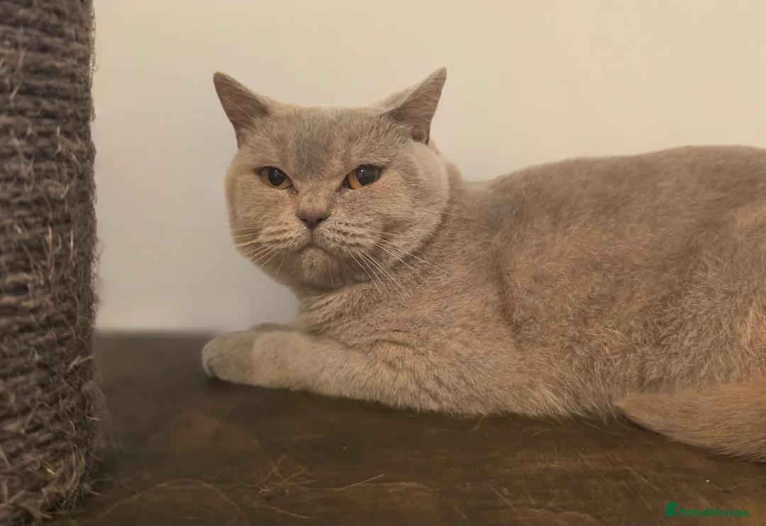 British Shorthair cats for sale: GORGEOUS GGCF ACTIVE REG QUEENS - Advert 2