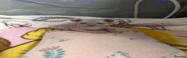 Sphynx 1