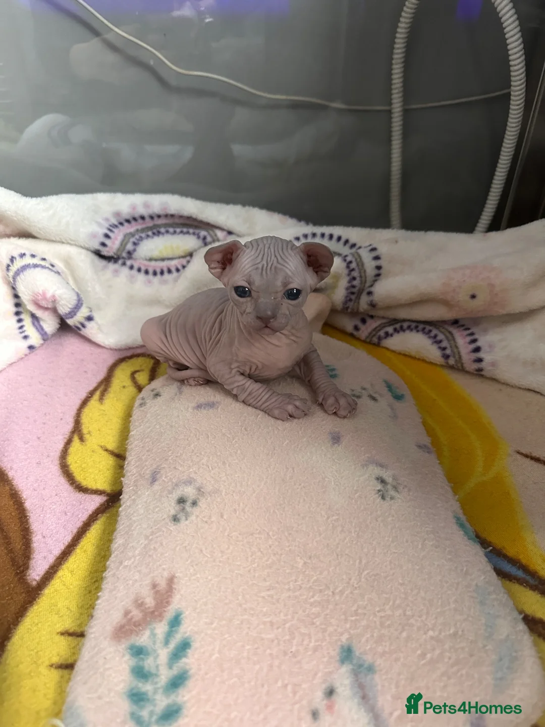 Sphynx cats for sale: Beautiful Canadian Sphinx. Female  - Advert 2