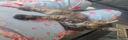 Mixed Breed cats for sale: Maine Coon mix kittens  in Heathfield - Advert 17