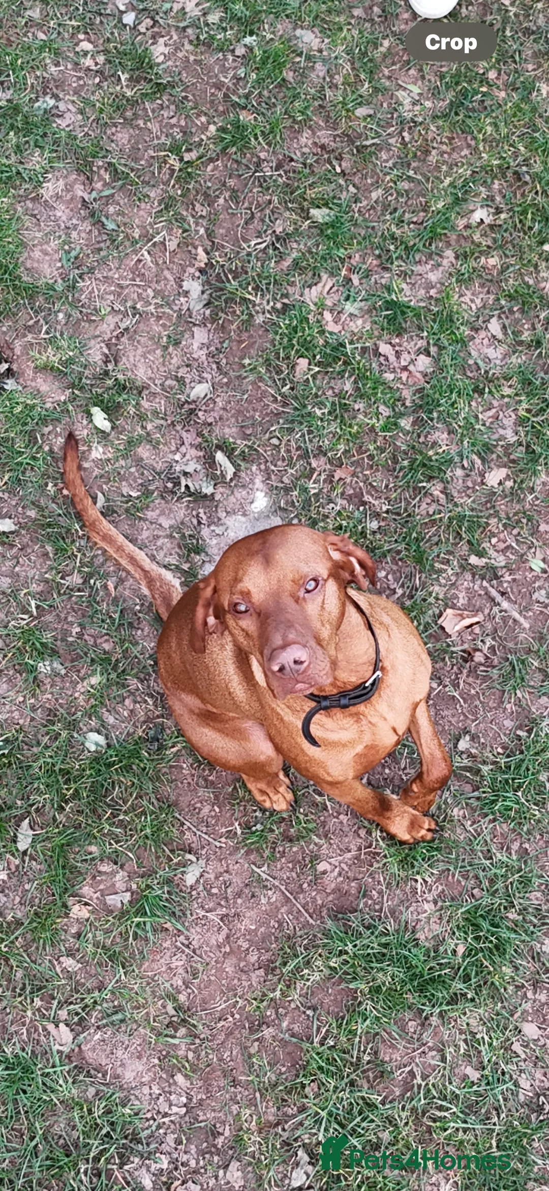 Hungarian Vizsla dogs for stud: KC Hungarian Vizsla  - Advert 10