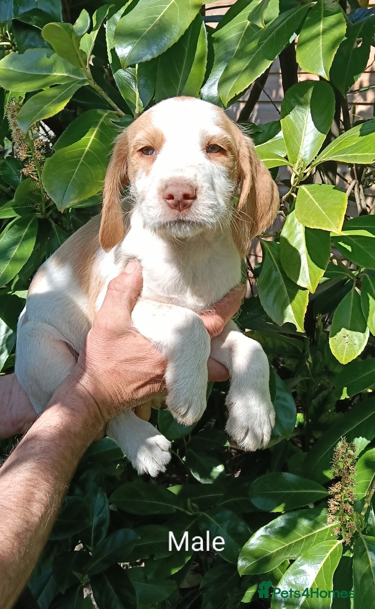 Mixed Breed dogs Rare original Fenlander puppies  - Advert 2