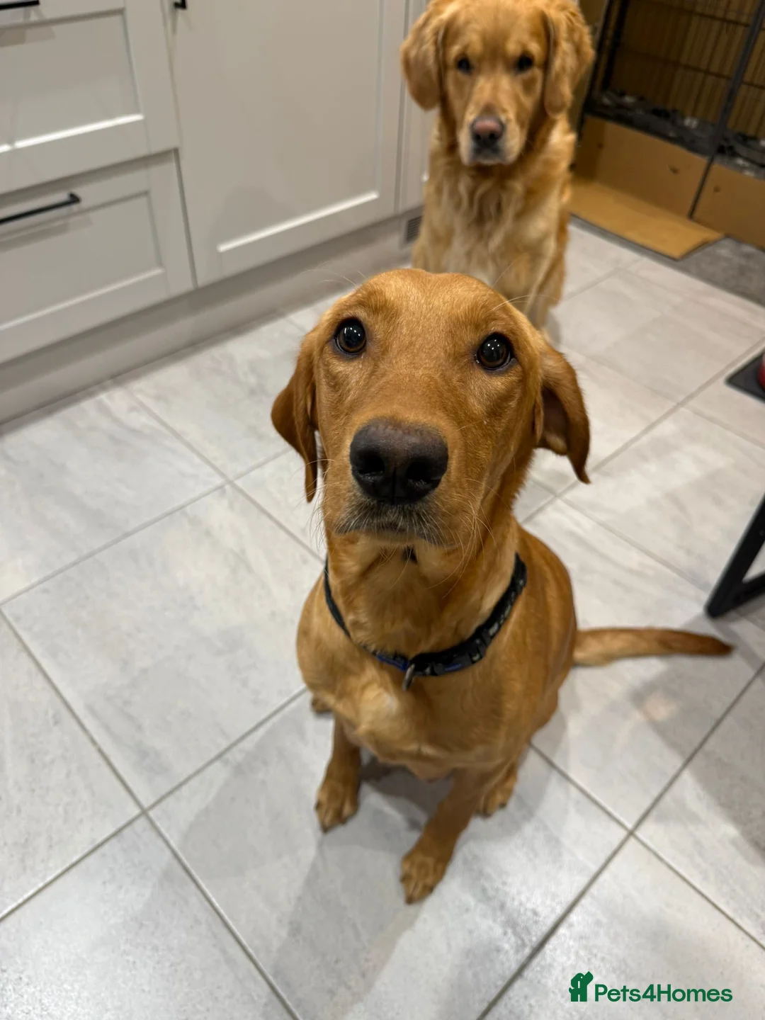 Goldador dogs for sale: Exceptional Goldadoor puppies! - Advert 2