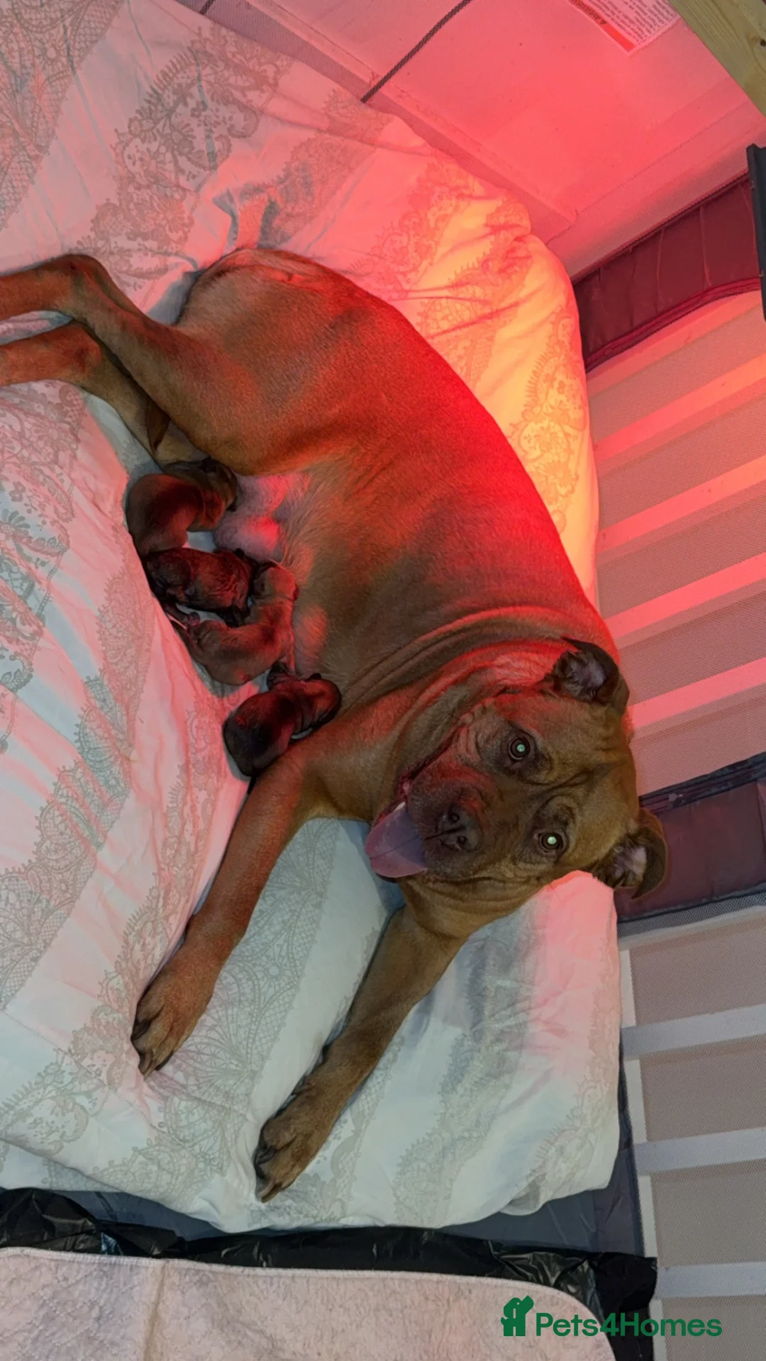 Mixed Breed dogs for sale: Beautiful DDB x Frenchie puppies  in Barnsley - Advert 1
