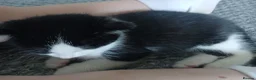 Mixed Breed cats for sale: 1 black and white female kitten left  - Advert 3