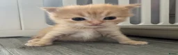 British Longhair cats for sale: 1 Ginger Male Longhair - Advert 4