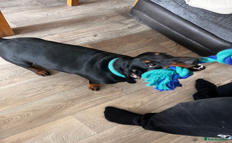 Dachshund dogs - Advert 10