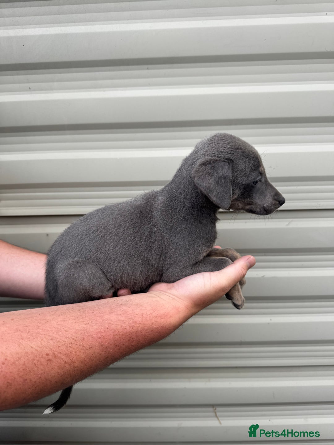 Mixed Breed dogs for sale: Beautiful puppies for sale!!!  - Image 6