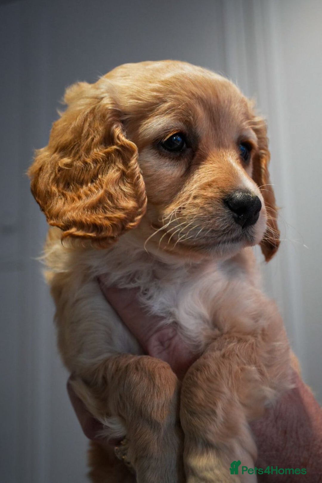 Cockapoo dogs for sale: Beautiful litter of cockerpoo puppies  - Advert 20