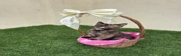 Mixed Breed cats for sale: 2 beautiful kittens looking for their forever home - Advert 27