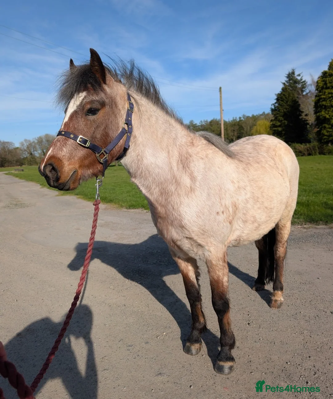 Riding pony horses for sale: Carneddau Welsh Mountain Pony Florence  in Leominster - Advert 2