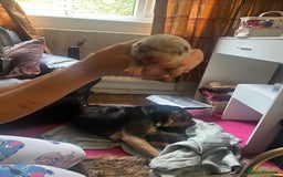 Shar Pei dogs for sale: Adorable Chinese Shar-Pei Puppies for Sale! - Image 4