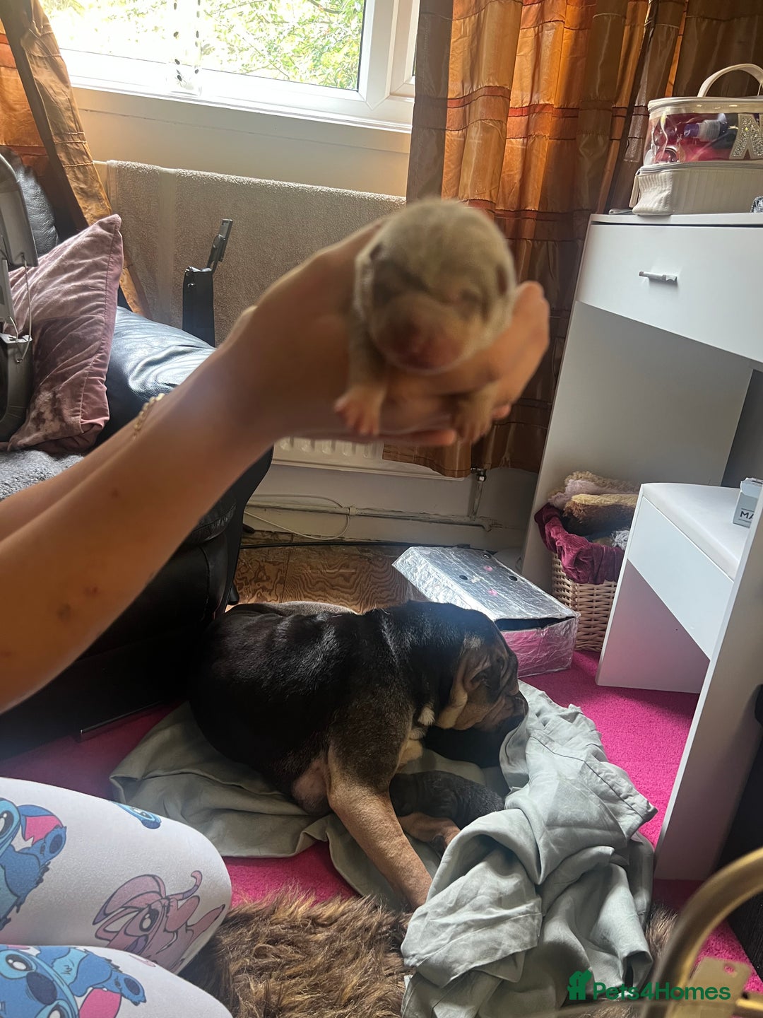 Shar Pei dogs for sale: Adorable Chinese Shar-Pei Puppies for Sale! - Image 4