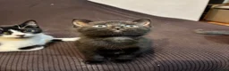 British Shorthair cats for sale: 3 Adorable Kittens Looking For Their Forever Homes - Advert 5