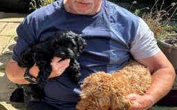 Cockapoo dogs for sale: Cockapoo f1b tiny. Unusual colour 11 wks old  - Image 19