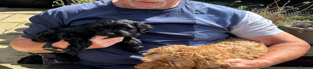Cockapoo Puppy 3