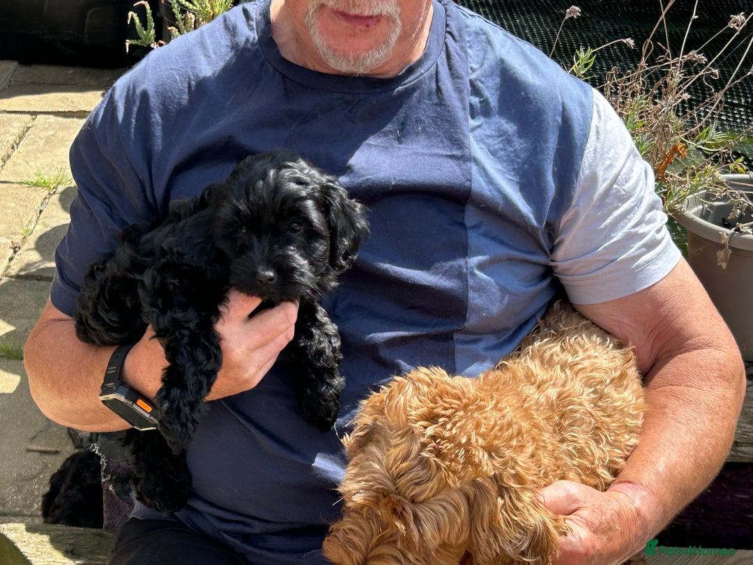 Cockapoo dogs for sale: Cockapoo f1b tiny. Unusual colour 11 wks old  - Image 19