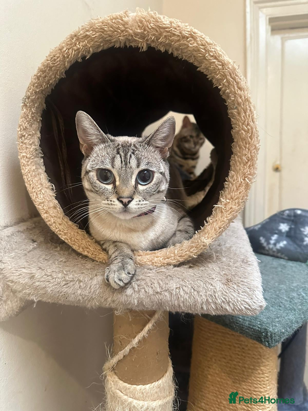 Bengal cats Stunning GCCF Registered Silver Blue Bengal Kitten - Advert 1