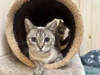 Bengal cats Stunning GCCF Registered Silver Blue Bengal Kitten - Advert 1