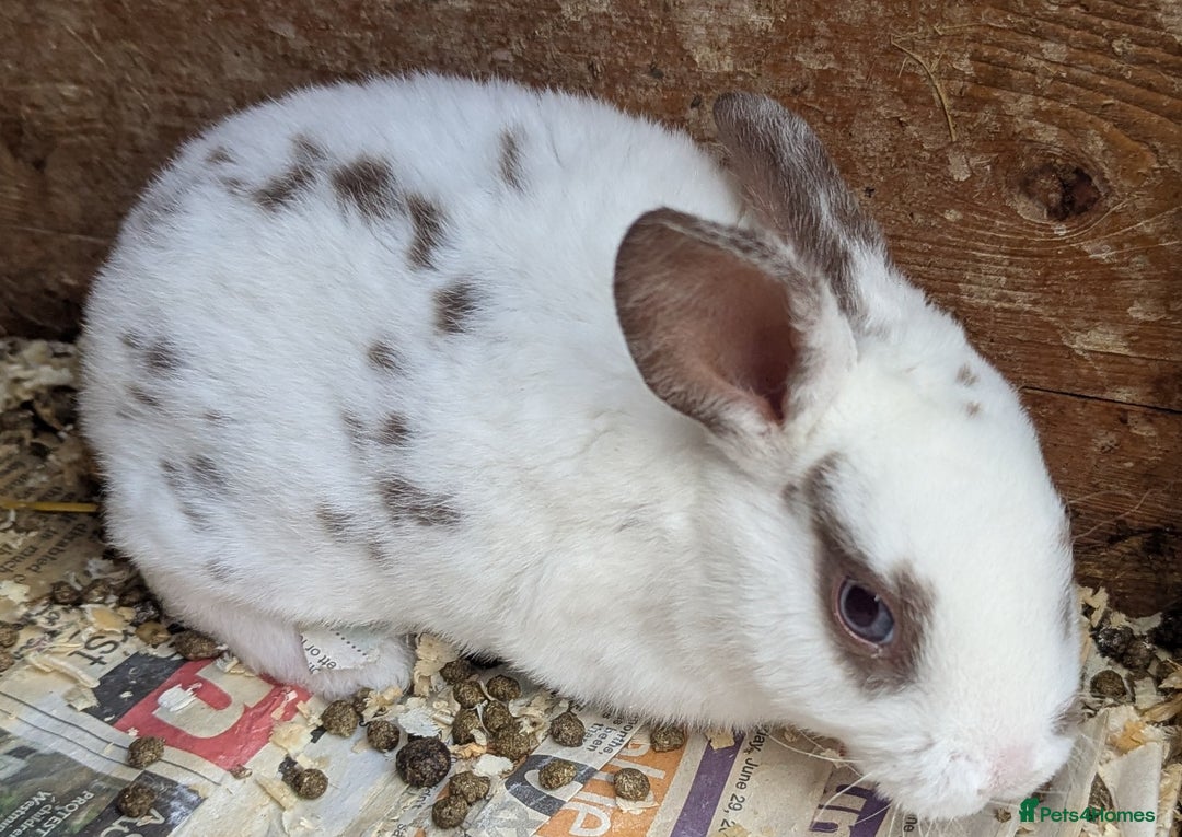 Rex rabbits for sale: Stunning baby rabbits - Image 5